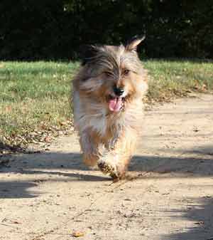 Cane che corre