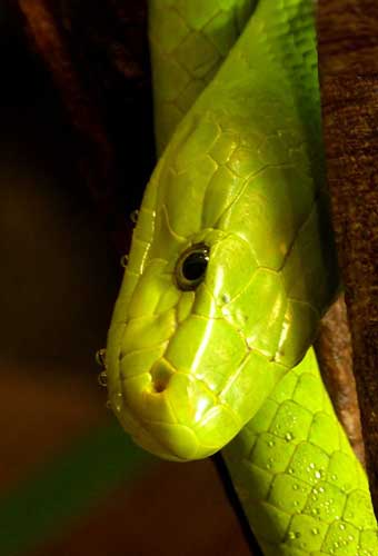 Serpente