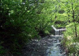 Bosco e ruscello sull'Appennino modenese